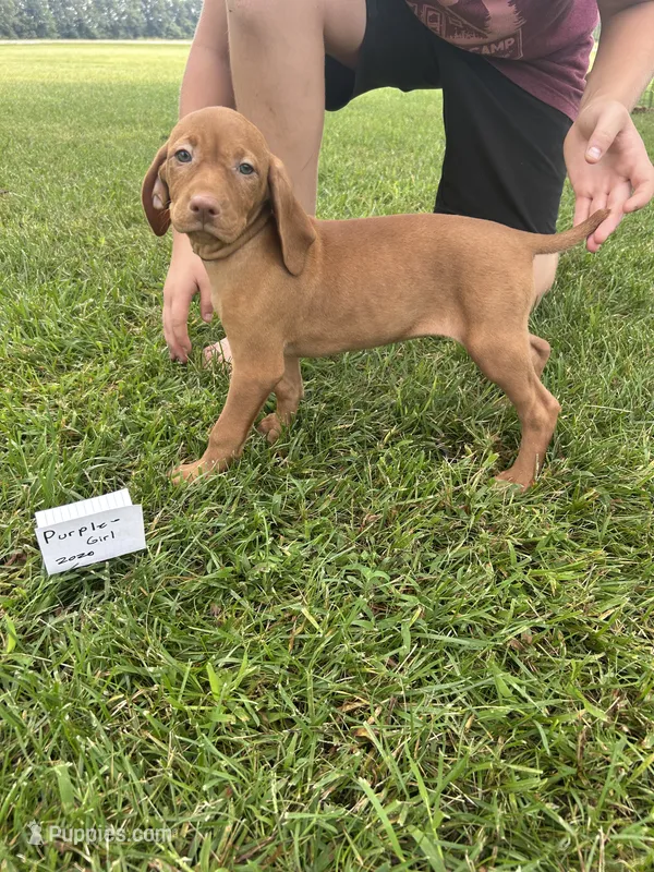 Purple girl – Vizsla puppy for sale in Hillsboro, OH