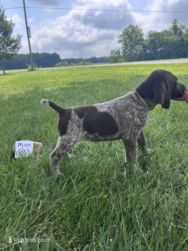 Mint girl – German Shorthaired Pointer puppy for sale in Hillsboro, OH