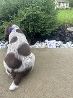 Blue boy, a male German Shorthaired Pointer for sale in Hillsboro, OH – 2 of 5