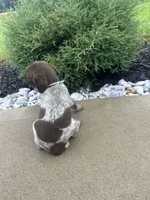 Mint girl, a female German Shorthaired Pointer for sale in Hillsboro, OH – 3 of 4