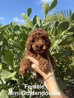 Maddy , a female Miniature Goldendoodle for sale in Miami, FL – Photo 3 of 5