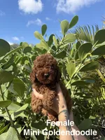 Maddy , a female Miniature Goldendoodle for sale in Miami, FL – Photo 4 of 5