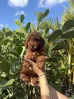 Maddy , a female Miniature Goldendoodle for sale in Miami, FL – Photo 5 of 5