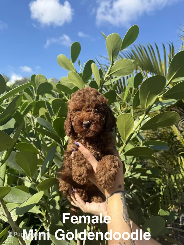Maddy  – Miniature Goldendoodle puppy for sale in Miami, FL