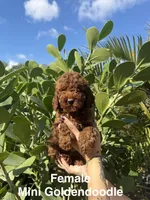 Maddy , a female Miniature Goldendoodle for sale in Miami, FL – Photo 1 of 5