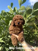 Maddy , a female Miniature Goldendoodle for sale in Miami, FL – Photo 2 of 5