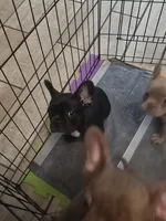 "Lou", a male French Bulldog for sale in Killeen, TX – 4 of 5