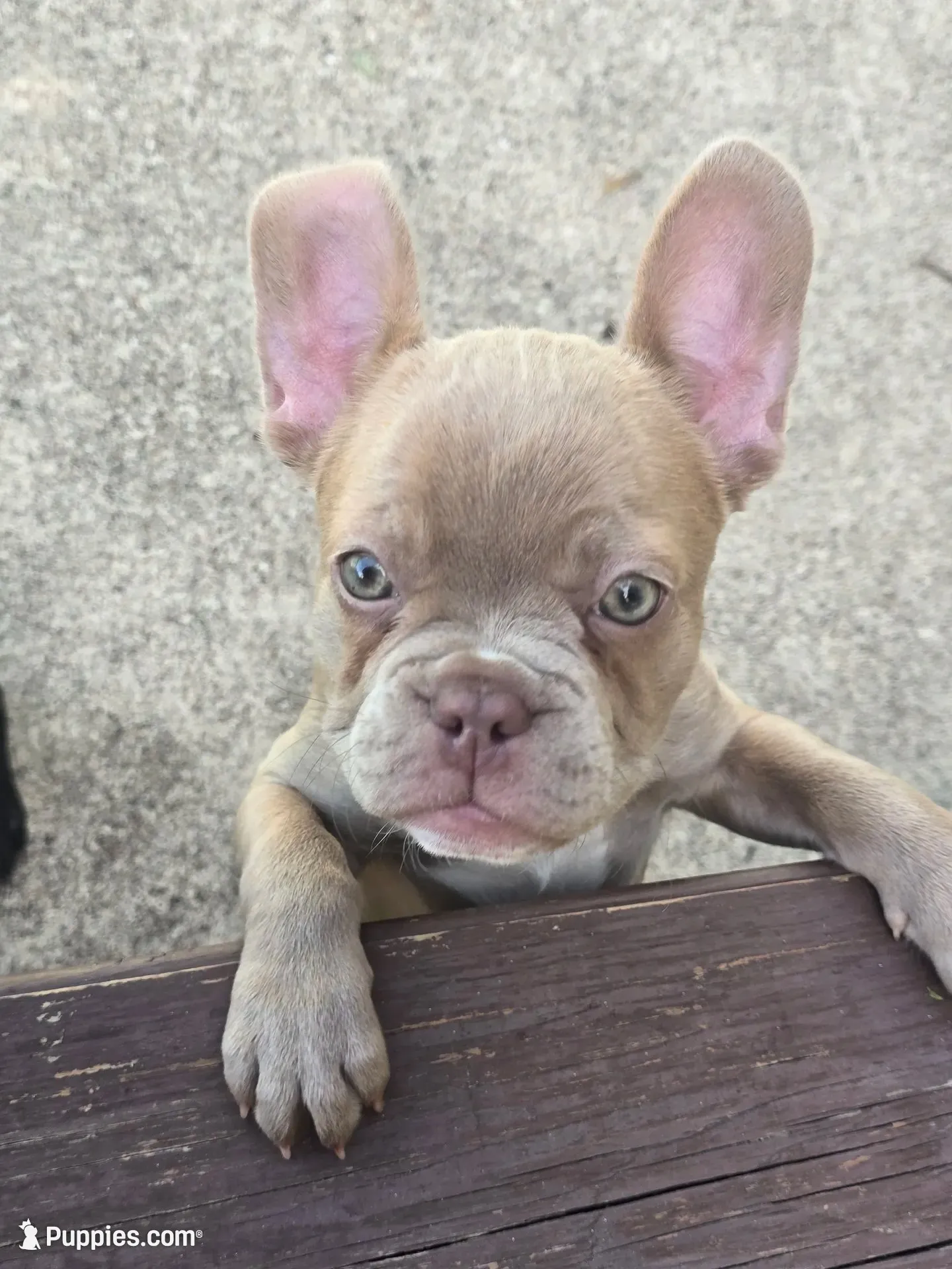 "Cherry", a female French Bulldog for sale in Killeen, TX – 1 of 6