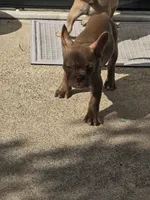 "Chocolate", a male French Bulldog for sale in Killeen, TX – 2 of 7