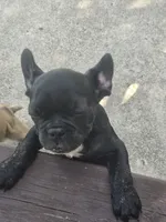 "Lou", a male French Bulldog for sale in Killeen, TX – 2 of 5