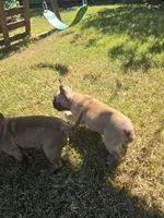 "Bear", a female French Bulldog for sale in Killeen, TX – 5 of 8