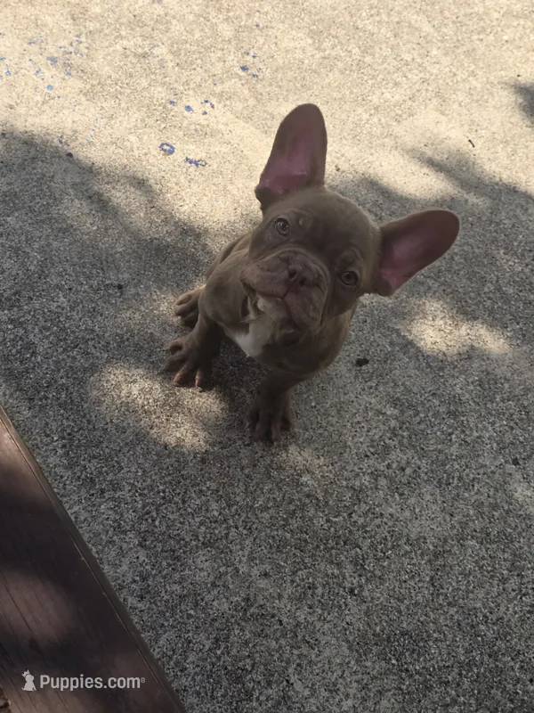 "Chocolate" – French Bulldog puppy for sale in Killeen, TX