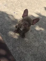 "Chocolate", a male French Bulldog for sale in Killeen, TX – 1 of 7