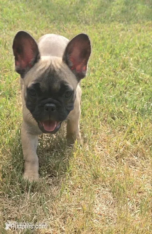 "Bear" – French Bulldog puppy for sale in Killeen, TX