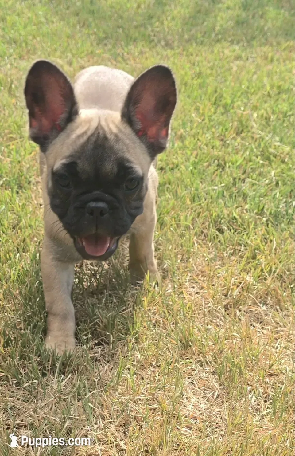 "Bear", a female French Bulldog for sale in Killeen, TX – 1 of 8