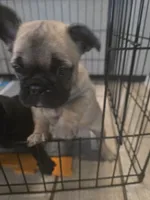 "Bear", a female French Bulldog for sale in Killeen, TX – 6 of 8