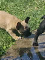"Bear", a female French Bulldog for sale in Killeen, TX – 8 of 8
