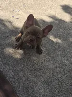 "Chocolate", a male French Bulldog for sale in Killeen, TX – 3 of 7