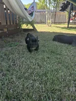 "Lou", a male French Bulldog for sale in Killeen, TX – 3 of 5