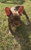 "Chocolate", a male French Bulldog for sale in Killeen, TX – 4 of 7