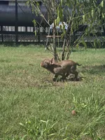 "Chocolate", a male French Bulldog for sale in Killeen, TX – 5 of 7