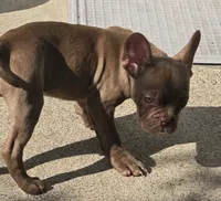 "Chocolate", a male French Bulldog for sale in Killeen, TX – 7 of 7