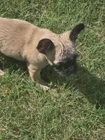 "Bear", a female French Bulldog for sale in Killeen, TX – 7 of 8