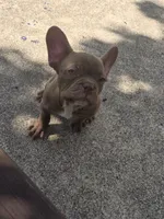 "Chocolate", a male French Bulldog for sale in Killeen, TX – 6 of 7