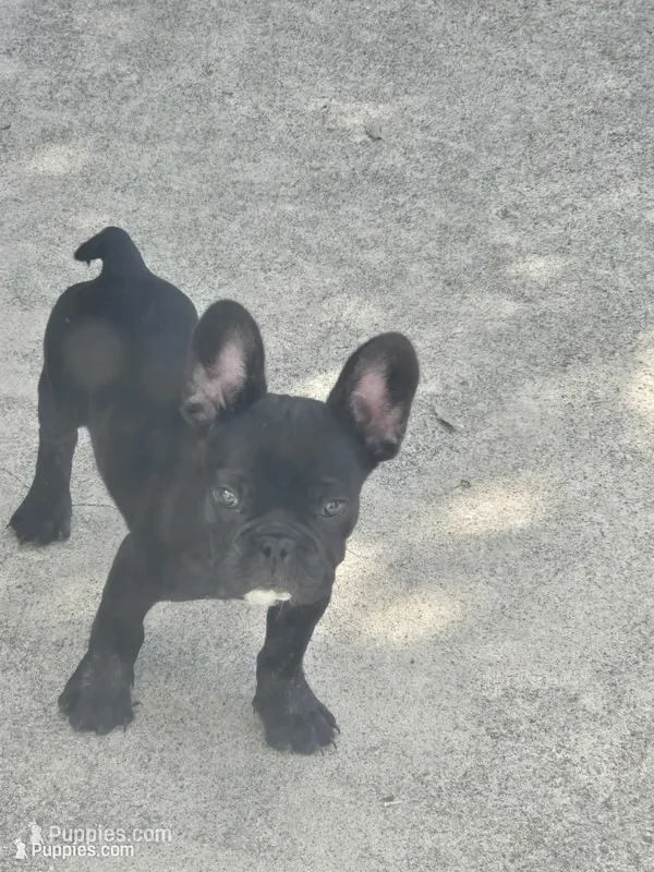 "Lou" – French Bulldog puppy for sale in Killeen, TX