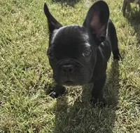 "Lou", a male French Bulldog for sale in Killeen, TX – 5 of 5