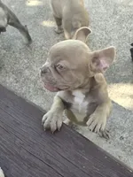 "Cherry", a female French Bulldog for sale in Killeen, TX – 2 of 6