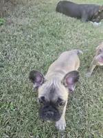 "Bear", a female French Bulldog for sale in Killeen, TX – 4 of 8