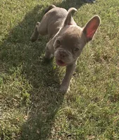 "Cherry", a female French Bulldog for sale in Killeen, TX – 6 of 6