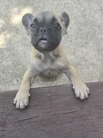 "Bear", a female French Bulldog for sale in Killeen, TX – 3 of 8