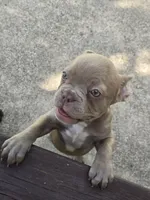 "Cherry", a female French Bulldog for sale in Killeen, TX – 3 of 6