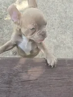 "Cherry", a female French Bulldog for sale in Killeen, TX – 4 of 6