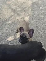 "Bear", a female French Bulldog for sale in Killeen, TX – 2 of 8