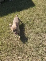"Cherry", a female French Bulldog for sale in Killeen, TX – 5 of 6