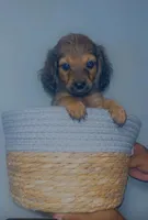 Maple, a female Pomeranian and Miniature Dachshund for sale in Baltimore, MD – 2 of 2