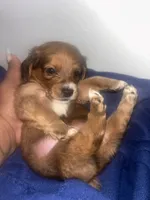Wonder biscuit , a male Pomeranian and Miniature Dachshund for sale in Baltimore, MD – 2 of 4