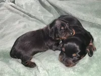 Tia, a female Miniature Dachshund for sale in Baltimore, MD – 5 of 8