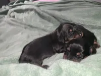 Tia, a female Miniature Dachshund for sale in Baltimore, MD – 1 of 8