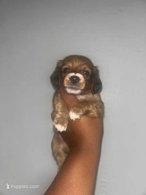 Wonder biscuit  – Pomeranian, Miniature Dachshund puppy for sale in Baltimore, MD
