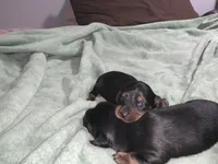Tia, a female Miniature Dachshund for sale in Baltimore, MD – 6 of 8