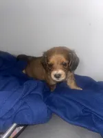 Wonder biscuit , a male Pomeranian and Miniature Dachshund for sale in Baltimore, MD – 3 of 4