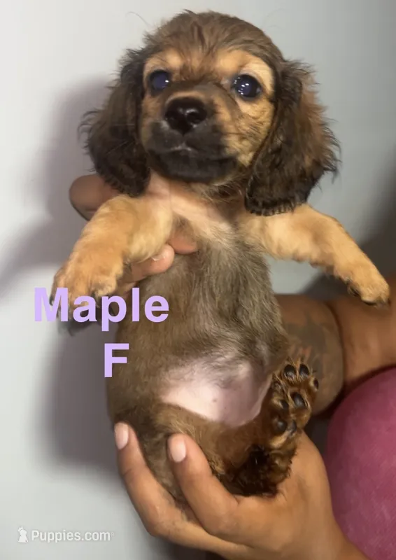 Maple – Pomeranian, Miniature Dachshund puppy for sale in Baltimore, MD