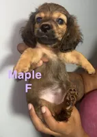 Maple, a female Pomeranian and Miniature Dachshund for sale in Baltimore, MD – 1 of 2