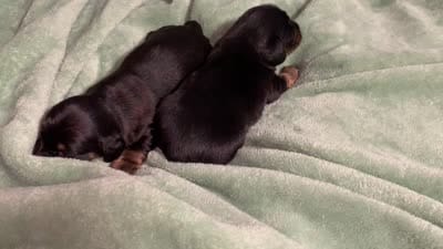 Tia, a female Miniature Dachshund for sale in Baltimore, MD – 8 of 8