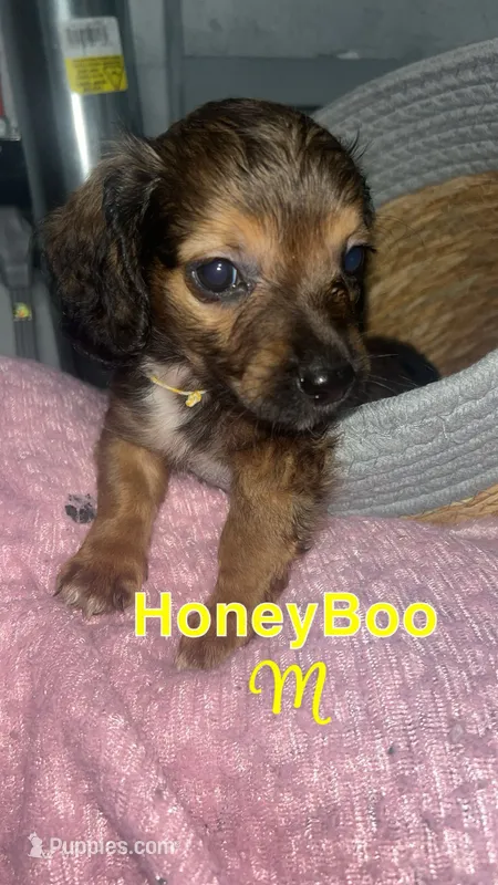 Honey boo  – Pomeranian, Miniature Dachshund puppy for sale in Baltimore, MD