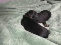 Tia, a female Miniature Dachshund for sale in Baltimore, MD – 3 of 8